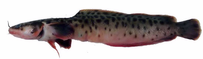 Gaidropsarus vulgaris_009988